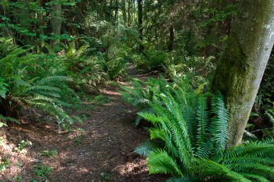 Scenes from the trail through the woods