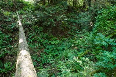Scenes from the trail through the woods