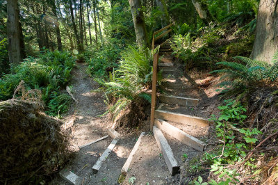 Scenes from the trail through the woods