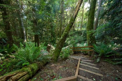 Scenes from the trail through the woods