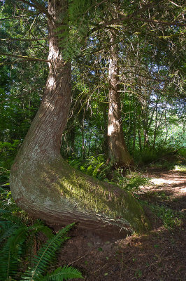 Scenes from the trail through the woods