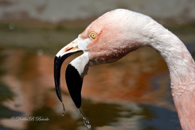 Chilean Flamingo I