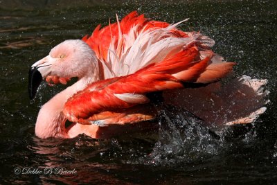Chilean Flamingo 06