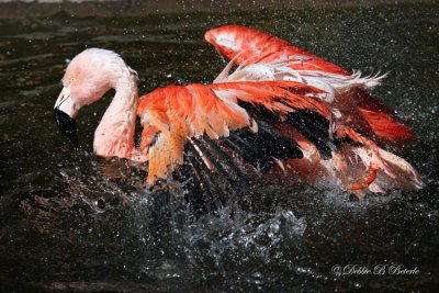 Chilean Flamingo 07