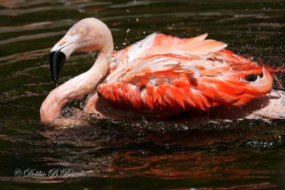 Chilean Flamingo 08