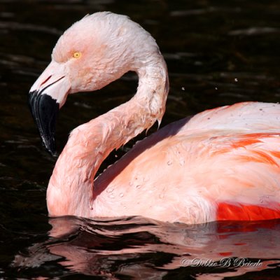 Chilean Flamingo 09