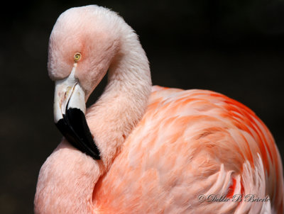 Chilean Flamingo 02