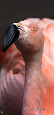 Chilean Flamingo 03