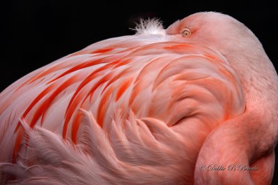 Chilean Flamingo 04