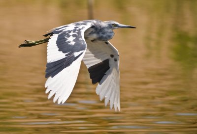 little blue heron in transitional stage