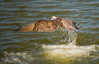 osprey and the trout