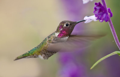 ana's hummingbird