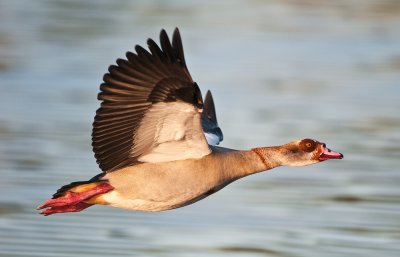 Hey I'm not a duck!  I'm an Egyptian goose