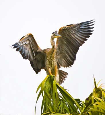 fledgling trying out his wings