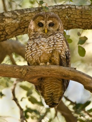 spotted owl(engdangered species)