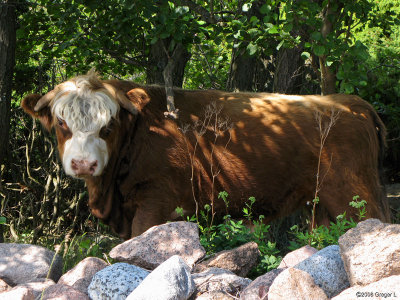 Highland cattle