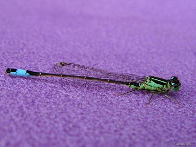 Damselfly at the campsite