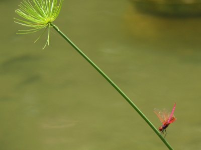 Birds in Hong Kong Park