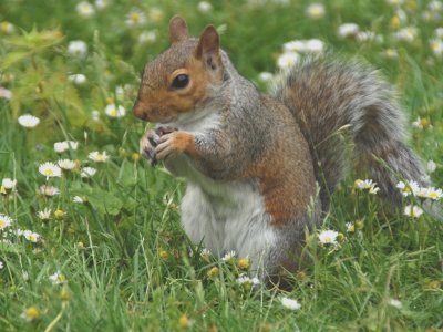 Squirrels Encounter in London