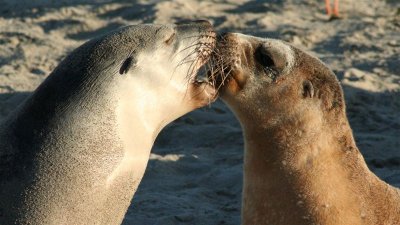 Animales