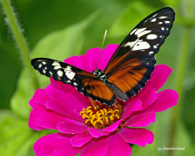 papillon/butterfly.026.