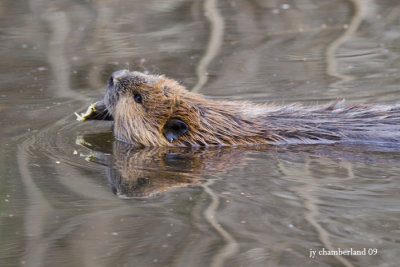IMG_3619  castor / beaver