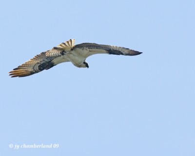 _IGP5142 balbuzard pecheur / osprey