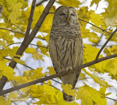 IMG_4521 chouette raye / barred owl
