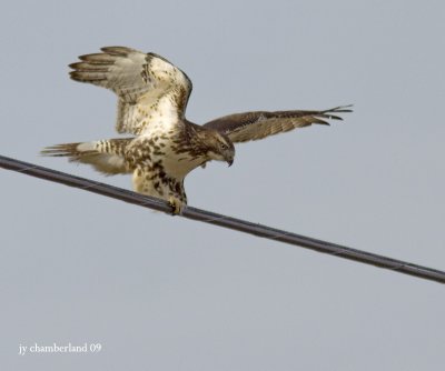 buse a queue rousse / red-tailed hawk