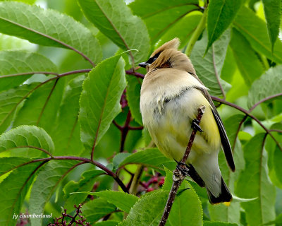 jaseur d'amerique/cedar waxwing.016.