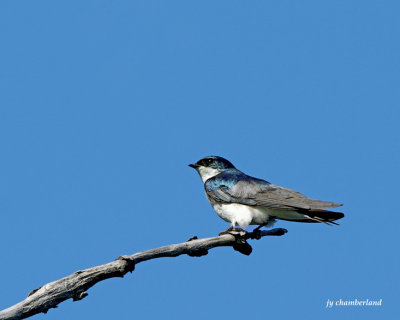 hirondelle bicolore/tree swallow.
