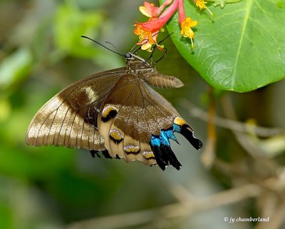 butterfly/papillon.0010.