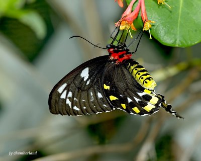 butterfly/papillon.047