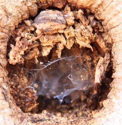 Spider Web and Knothole.