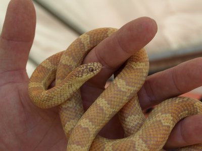 Sulfur- Lavender King Snake