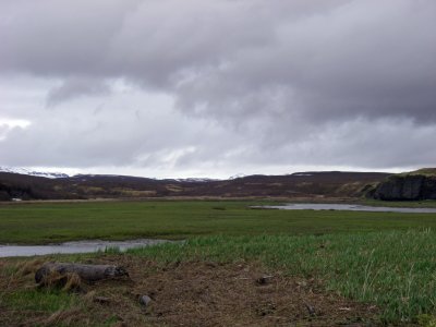 Sedge flats greening up