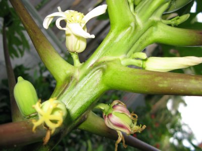 Young Papaya-female