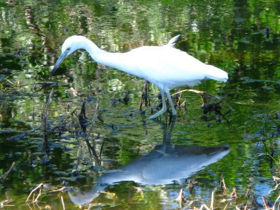 Little Blue Heron Juvenile