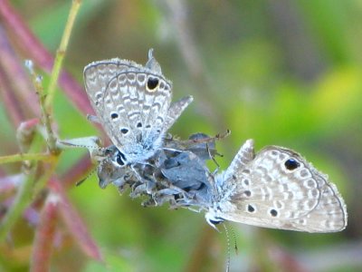 Ceraunus Blue