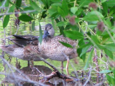 Blue-winged teal
