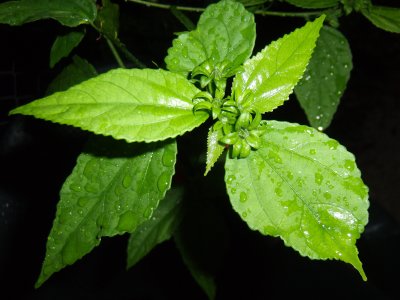 Turk's Cap