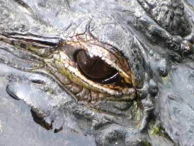 Alligator close up