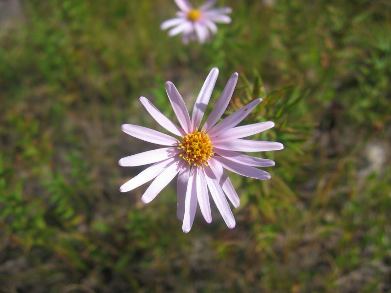 IMG_4886.JPG