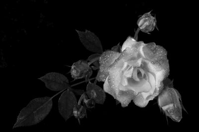 Black and White rose