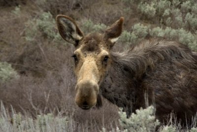 Moose - an animal designed by a committee How can such an awkward looking animal have such charming eyelashes?