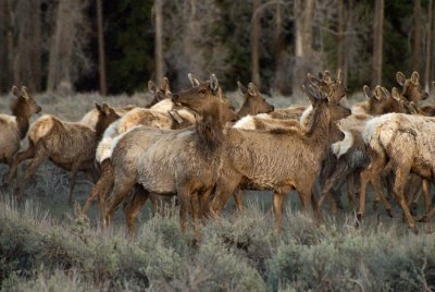 Migrating Elk - at dusk. Grand Teton National Park