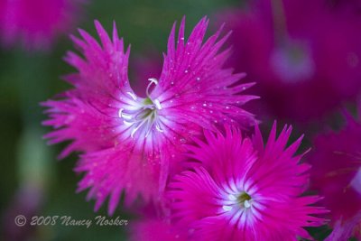 Dianthus in a neighbor's yard.  So glad they grow flowers for me to photograph.