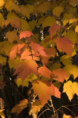 Maple leaves