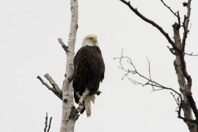 This eagle sat in a tree at the edge of our yard on Thanksgiving morning. The next (and only time) I saw it again was Christmas.