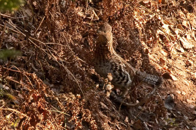 camoflauged partridge